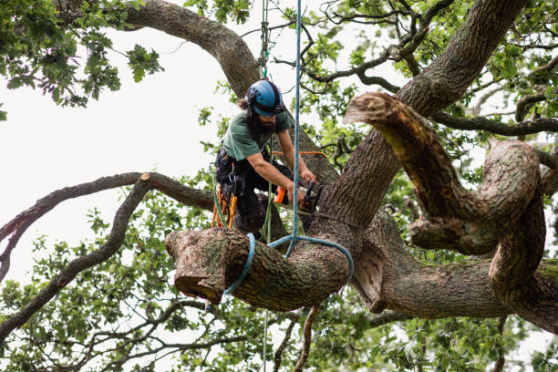 Philipsburg, MT Tree Care Company