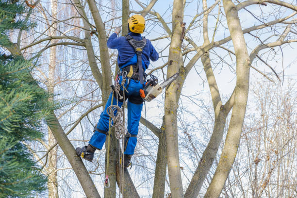 How Our Tree Care Process Works  in  Philipsburg, MT